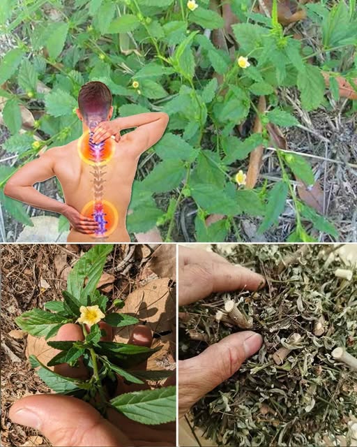 Stubborn Grass Benefits: A Simple Natural Remedy