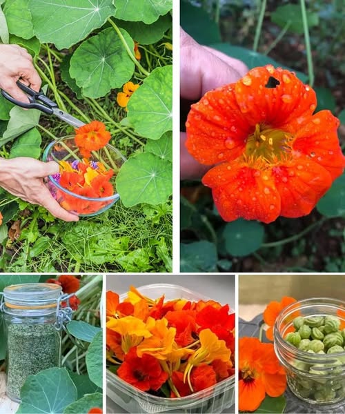 Benefits of Nasturtiums Flower