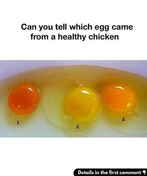 How to Tell If an Egg Came from a Healthy Chicken