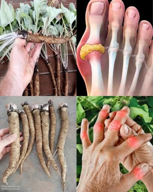 Plants That Help With Rheumatism