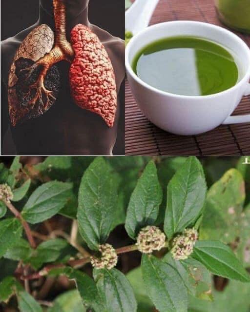 Euphorbia Hirta Benefits for Better Respiratory Health