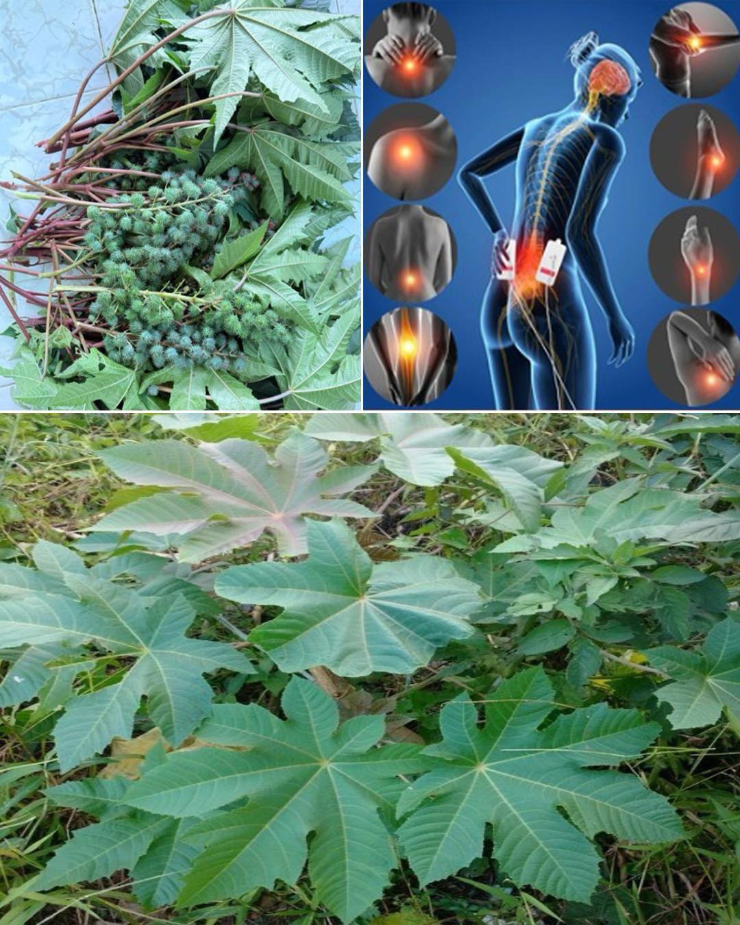 Some of the Benefits of Castor Leaves and the Seed