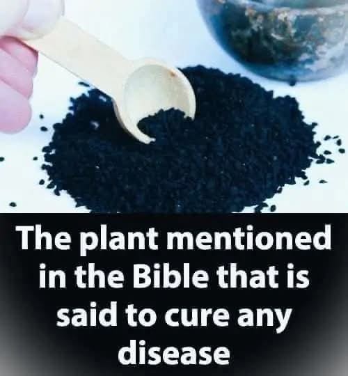 Healing Plants in the Bible: Fig, Aloe & Hyssop for Spiritual and Physical Health