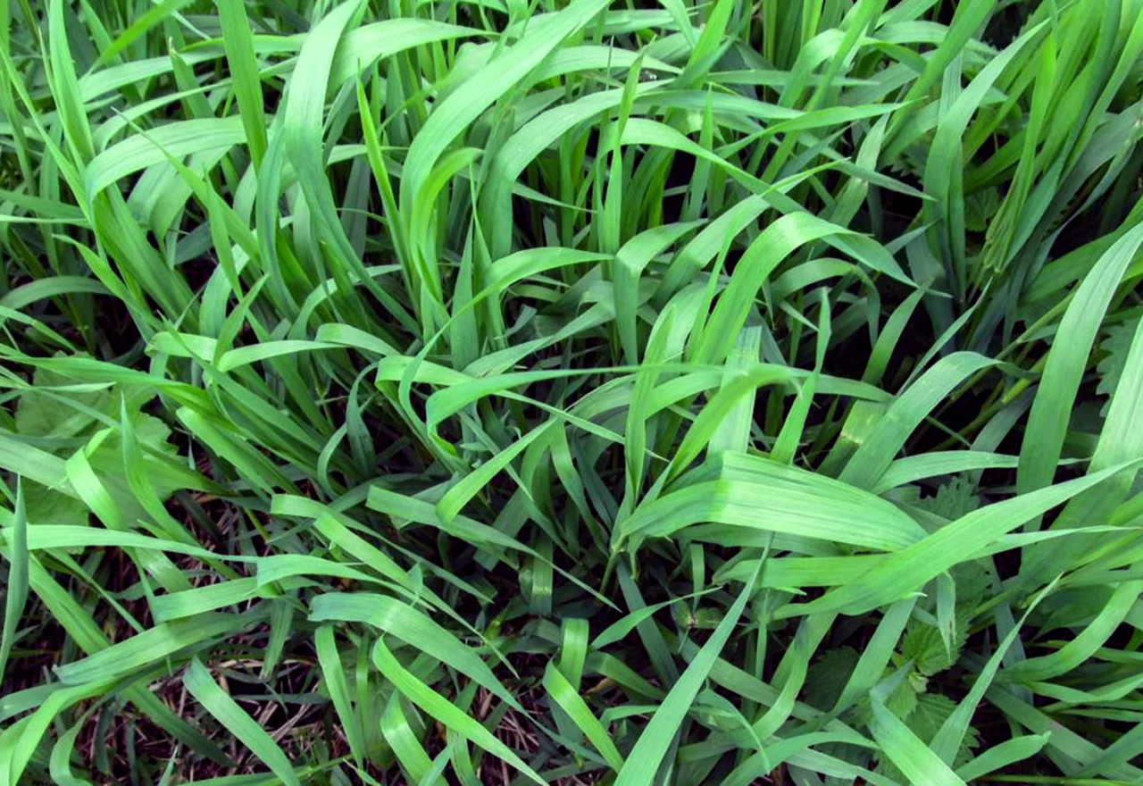 Crabgrass for Hair Loss: Natural Remedies That May Help