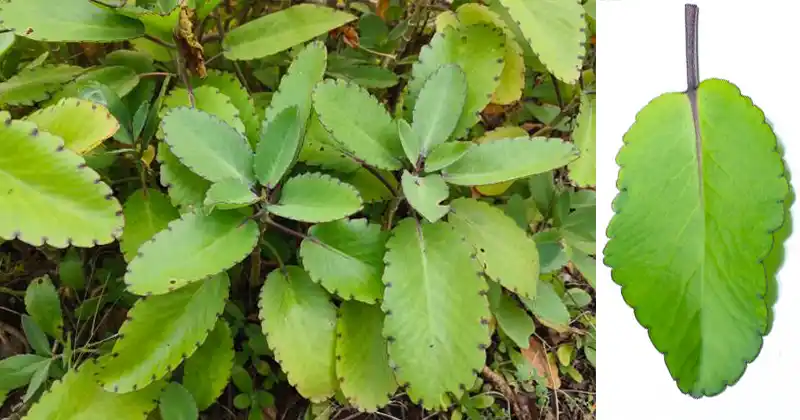 Leaf of Life: A Simple Guide to Its Surprising Health Benefits