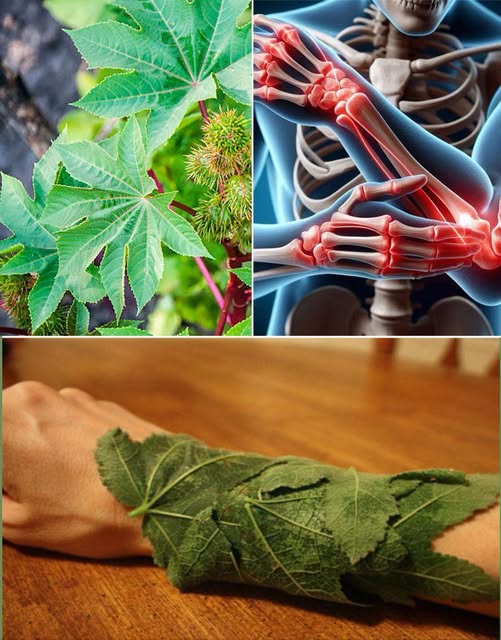 Benefits of Castor Leaves: A Natural Remedy You Should Know