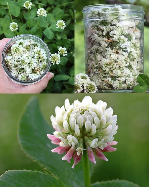 White Clover Benefits: A Simple Guide to Nature’s Hidden Helper