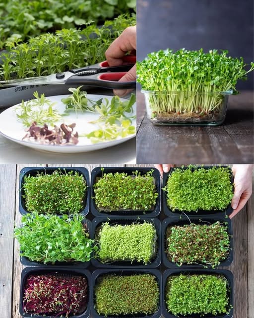 Steps to Grow Microgreens at Home