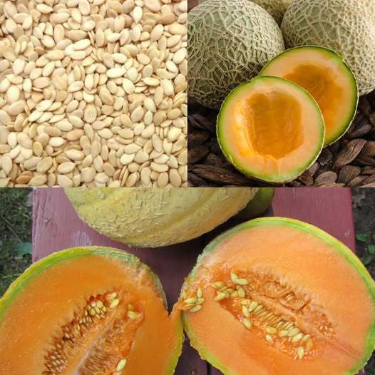 Unlock the Hidden Power of Melon Seeds: A Simple Guide to Their Surprising Benefits