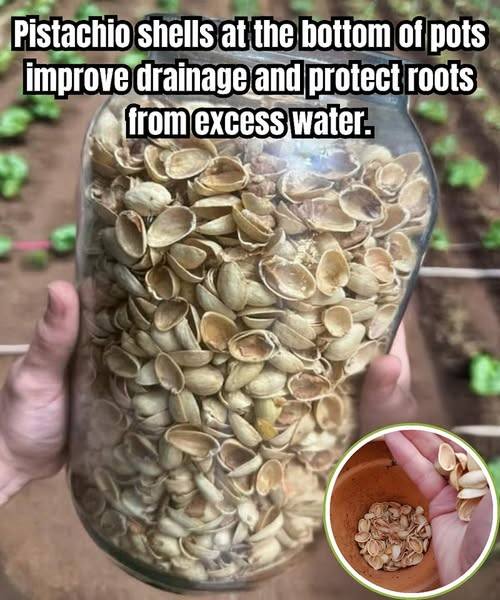 7 Smart Reasons to Keep Your Pistachio Shells (And How to Use Them!)