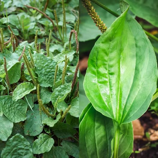The Surprising Benefits of Plantain (Plantago) You Need to Know
