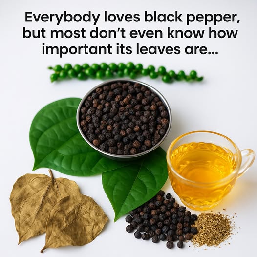 How to Make Black Pepper Leaf Detox Tea: A Simple Guide for Everyday Wellness