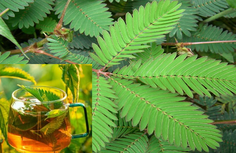 Mimosa Pudica Tea: How to Prepare and Health Benefits