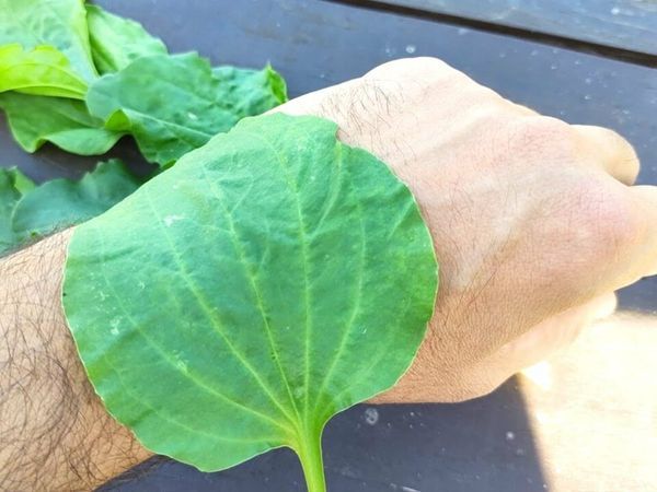 Uncover the Healing Wonders of Plantain