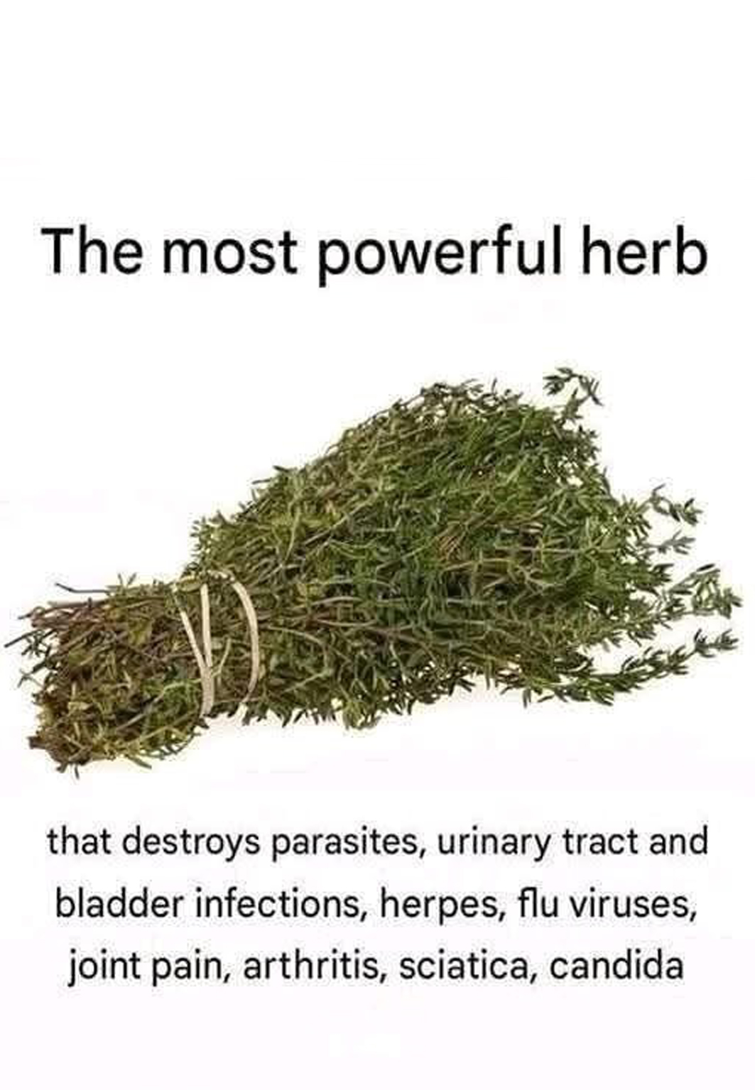 The Most Powerful Herb That Wipes Out Parasites and Cleanses the Urinary Tract Naturally